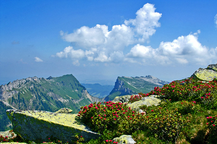 Alpenrosen / Photo: Fritz Bieri