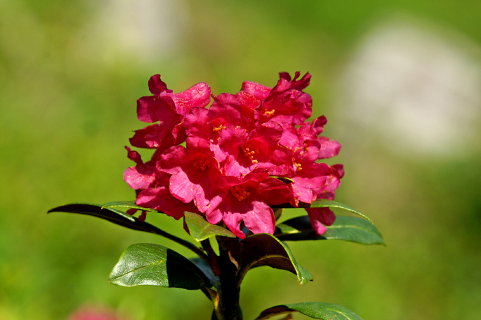 Alpenrose / Foto: Fritz Bieri