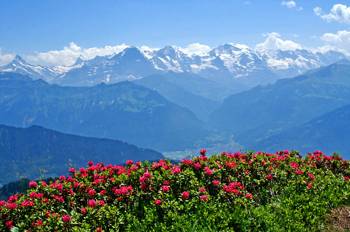 Alpenrosen und Jungfraumassiv / Foto: Fritz Bieri
