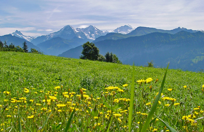 Riedboden mit Jungfraumassiv / Foto: Heinz Rieder