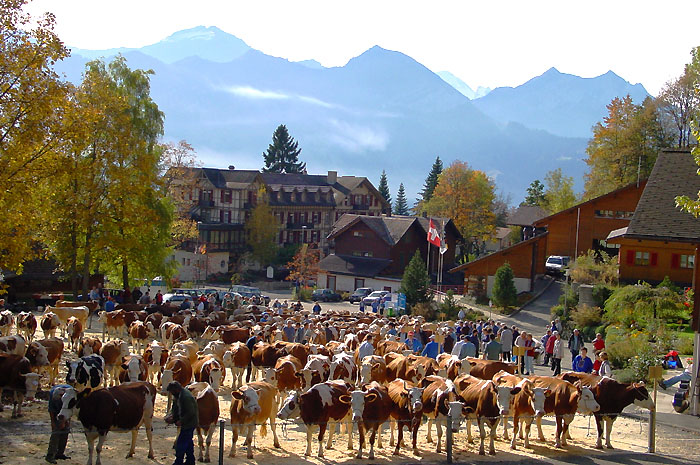 The dairy cow show / Photo: Heinz Rieder