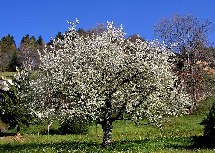 Kirschbaum im Wang / Beatenberg / Foto: Fritz Bieri