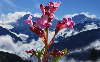 » Frühling / Foto: H.Rieder