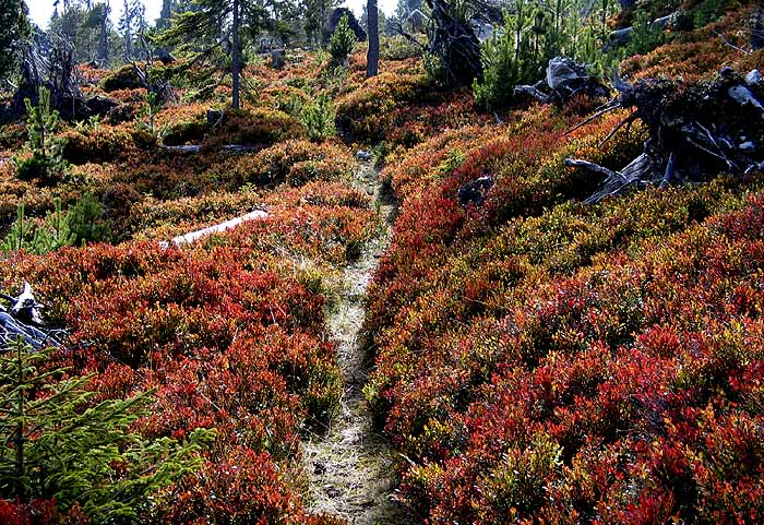 Herbstboden / Foto: Fritz Bieri