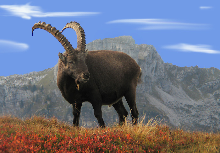 Ibex / Photo: Fritz Bieri