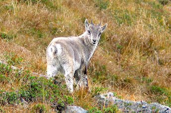 Steinbock / Foto: Fritz Bieri