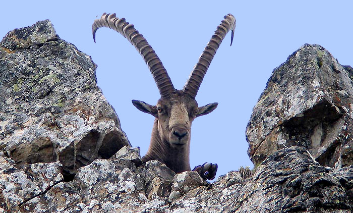 Steinbock / Foto: Fritz Bieri