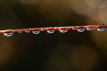 Wassertropfen / Foto: Fritz Bieri