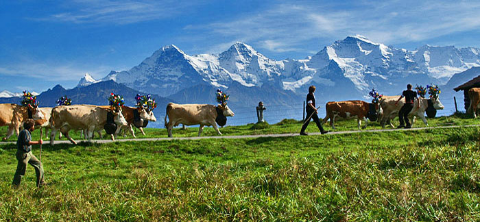 Alpabzug Gemmenalp / Foto: Fritz Bieri