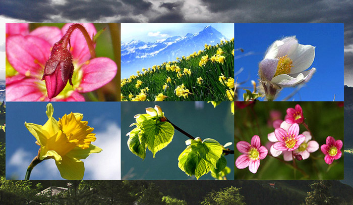 » spring in Beatenberg (photos: F.Bieri / H.Rieder)