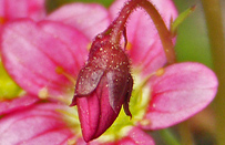 Macro / Photo: Heinz Rieder