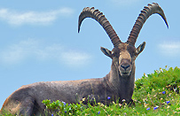 Ibexes / Photo: Fritz Bieri