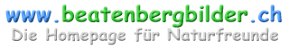 logo_beatenbergbilder_2007_5b.png / Hintergrund transparent