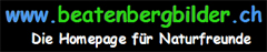 Logo beatenbergbilder schwarzer Hintergrund