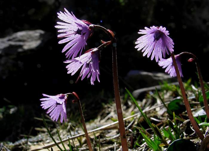 Alpen-Troddelblume / Soldanelle / Primelgewächs / Foto: Fritz Bieri