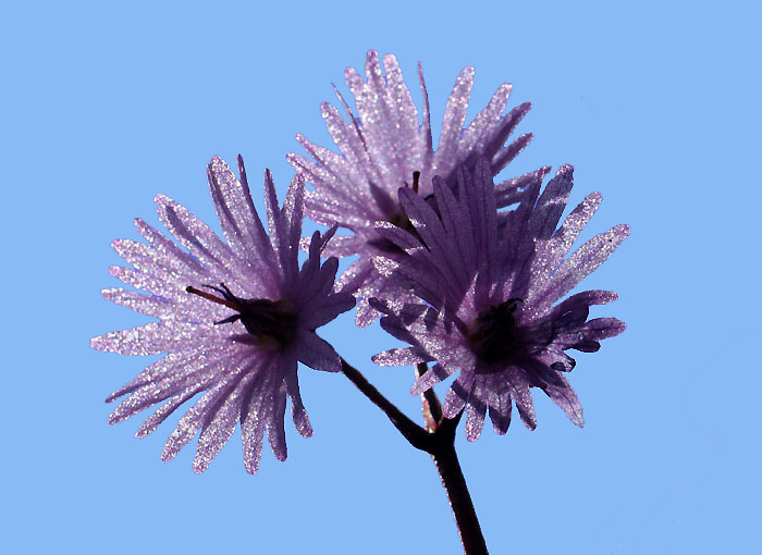 Alpen-Troddelblume / Soldanelle / Primelgewächs / Foto: Fritz Bieri