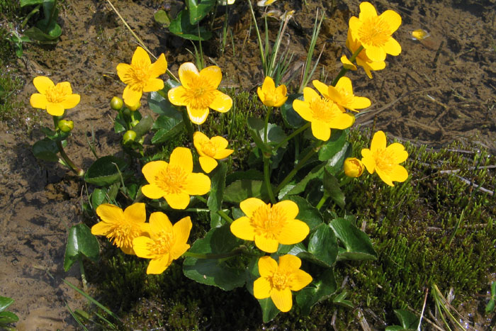 Sumpfdotterblume / Hahnenfussgewächs / Foto: Fritz Bieri