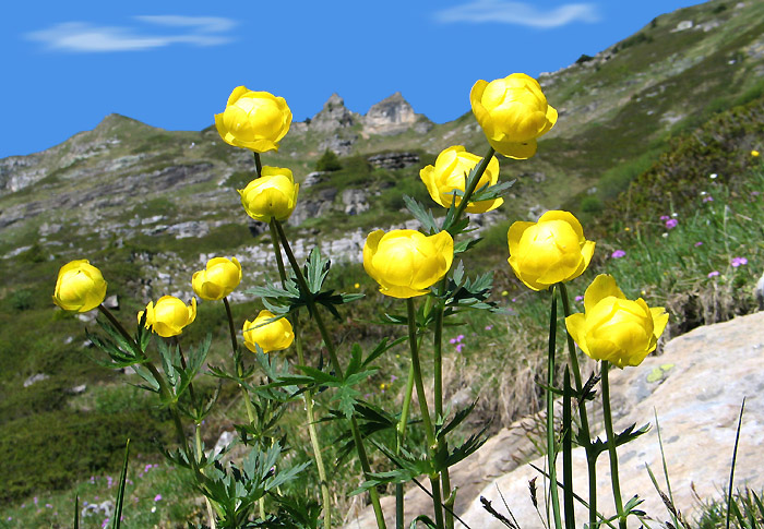 Trollblume / Hahnenfussgewächs / Ankebälli / Foto: Fritz Bieri