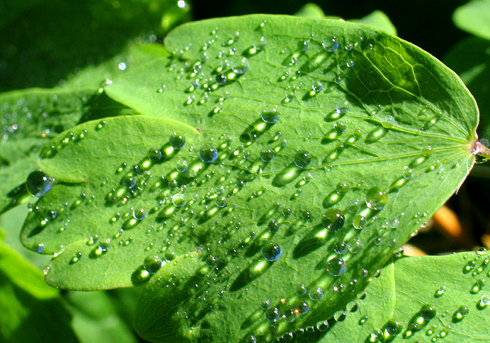 Wassertropfen / Foto: Fritz Bieri