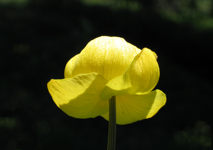 Trollblume / Hahnenfussgewächs / Ankebälli / Foto: Fritz Bieri