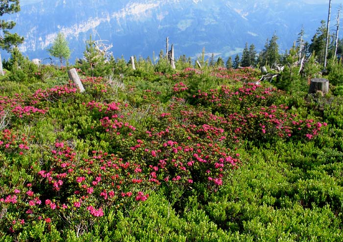 Alpenrosen / Foto: Fritz Bieri