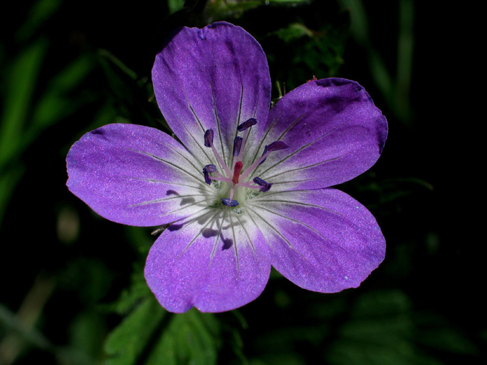 Sumpfdotterblume / Hahnenfussgewächs / Foto: Fritz Bieri