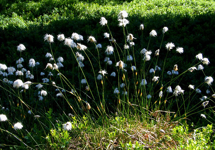 Alpen-Haarbinse / Wollgras / Foto: Fritz Bieri