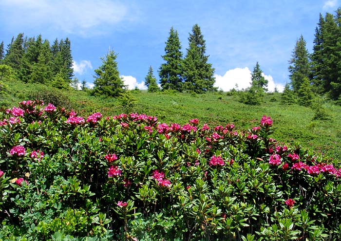 Alpenrosen / Foto: Fritz Bieri