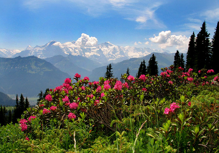 Alpenrosen / Foto: Fritz Bieri