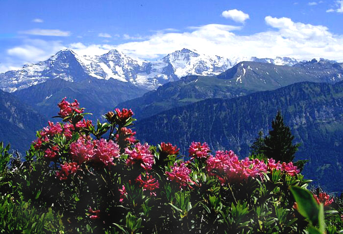 Alpenrosen / Foto: Fritz Bieri