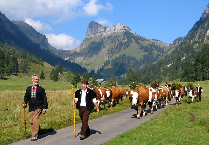 Alpabzug / Foto: Fritz Bieri