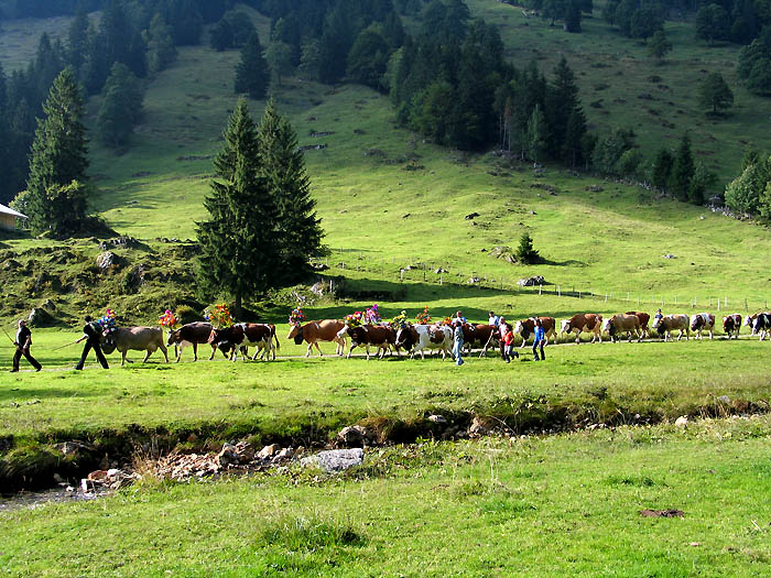 Herde Mittelberg / Foto: Fritz Bieri
