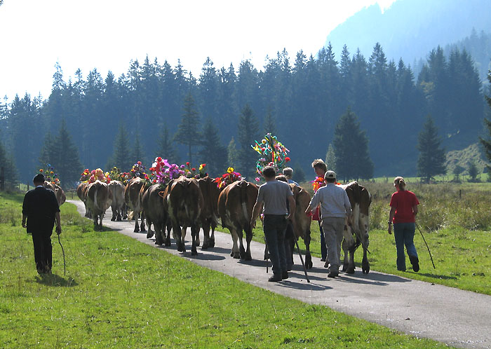 Alpabzug / Foto: Fritz Bieri