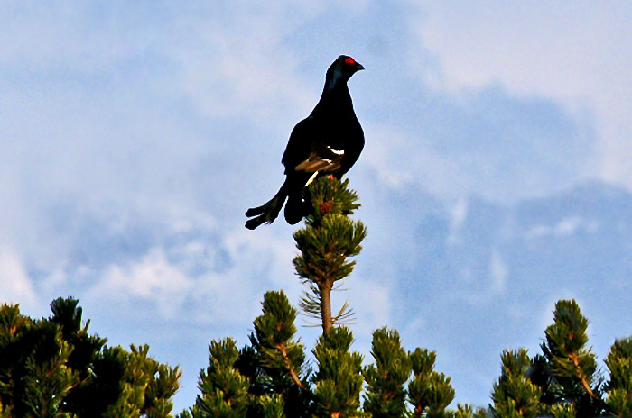 Black grouse / Photo: Fritz Bieri