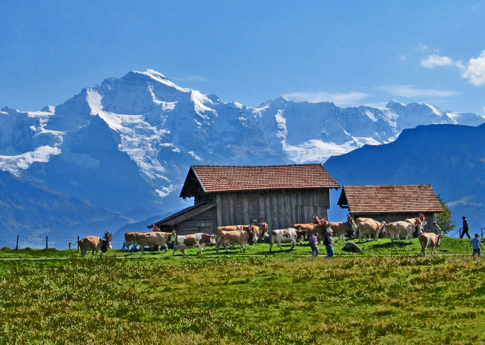 Alpabzug / Foto: Fritz Bieri