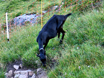 Ziege schwarz / Foto: Fritz Bieri