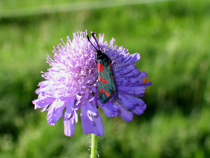 Blumenwiese nebenan