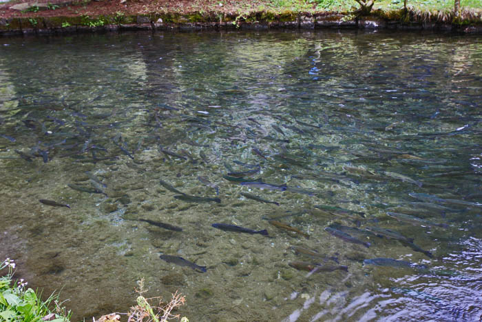 Blausee / Foto: Fritz Bieri