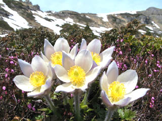 Berganemone / Foto: Fritz Bieri