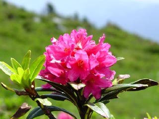 Alpenrose / Foto: Fritz Bieri