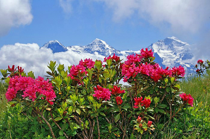 Alpenrosen / Foto: Fritz Bieri