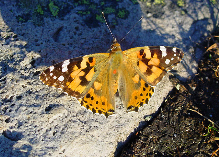 Schmetterling / Foto: Fritz Bieri