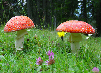 Fliegenpilz (Foto: Fritz Bieri)