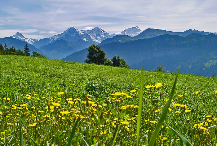 Riedboden Wiese / Foto: Heinz Rieder