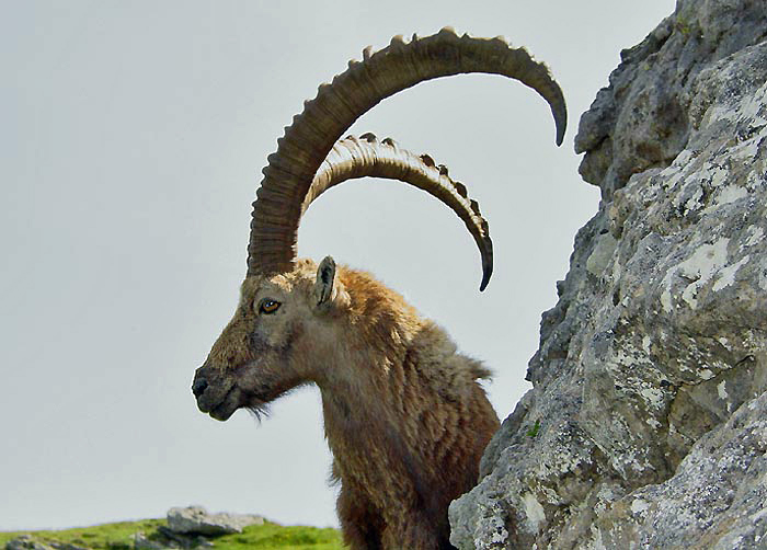 Steinbock / Foto: Fritz Bieri
