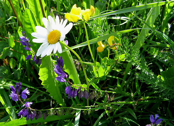 Wiesenblumen / Foto: Heinz Rieder