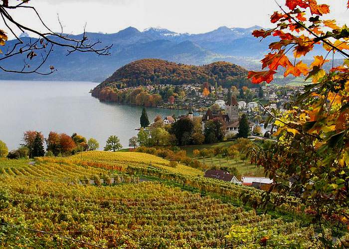 Spiez / crape vines / Photo: Fritz Bieri