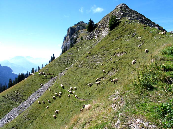 more than 400 sheep during ... / Photo: Fritz Bieri