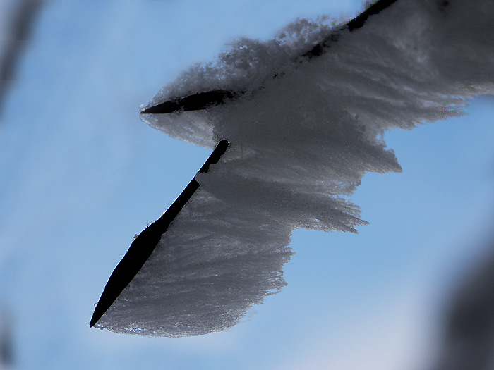 Hoarfrost extreme close-up / Photo: Heinz Rieder