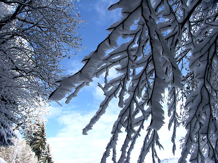 Hoarfrost  / Photo: Heinz Rieder